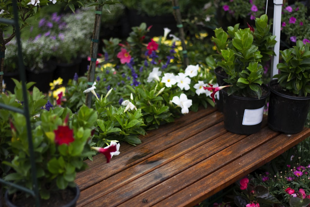 plant pots on board near flowers