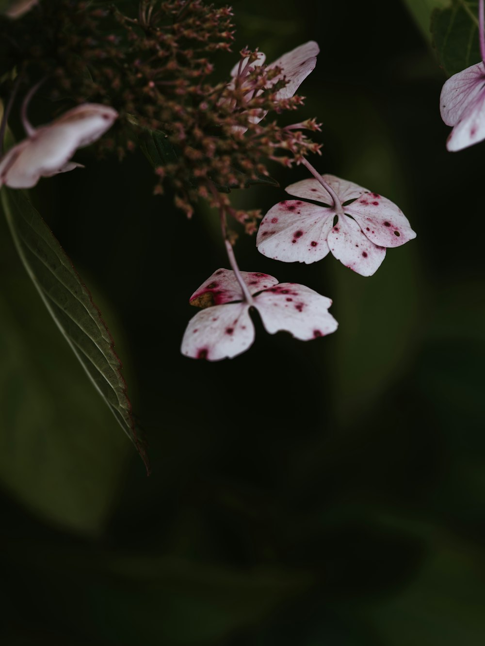 white petaled flower