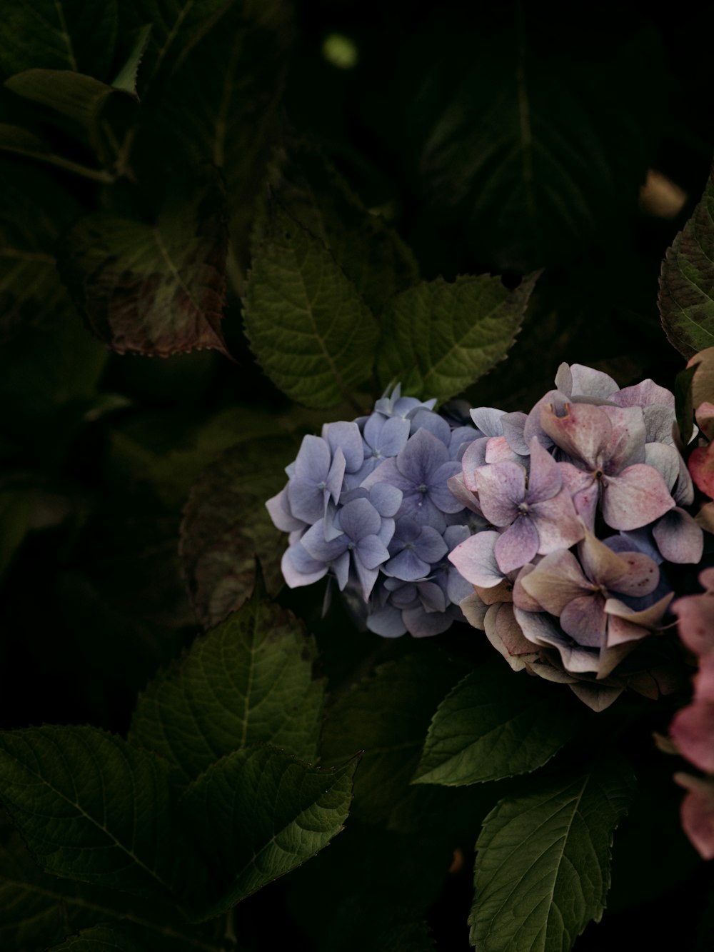 blue-petaled flowers