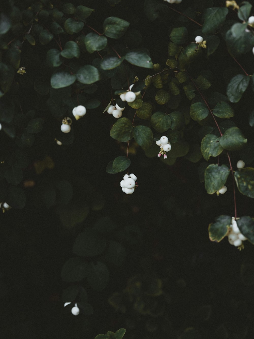 white petaled flower