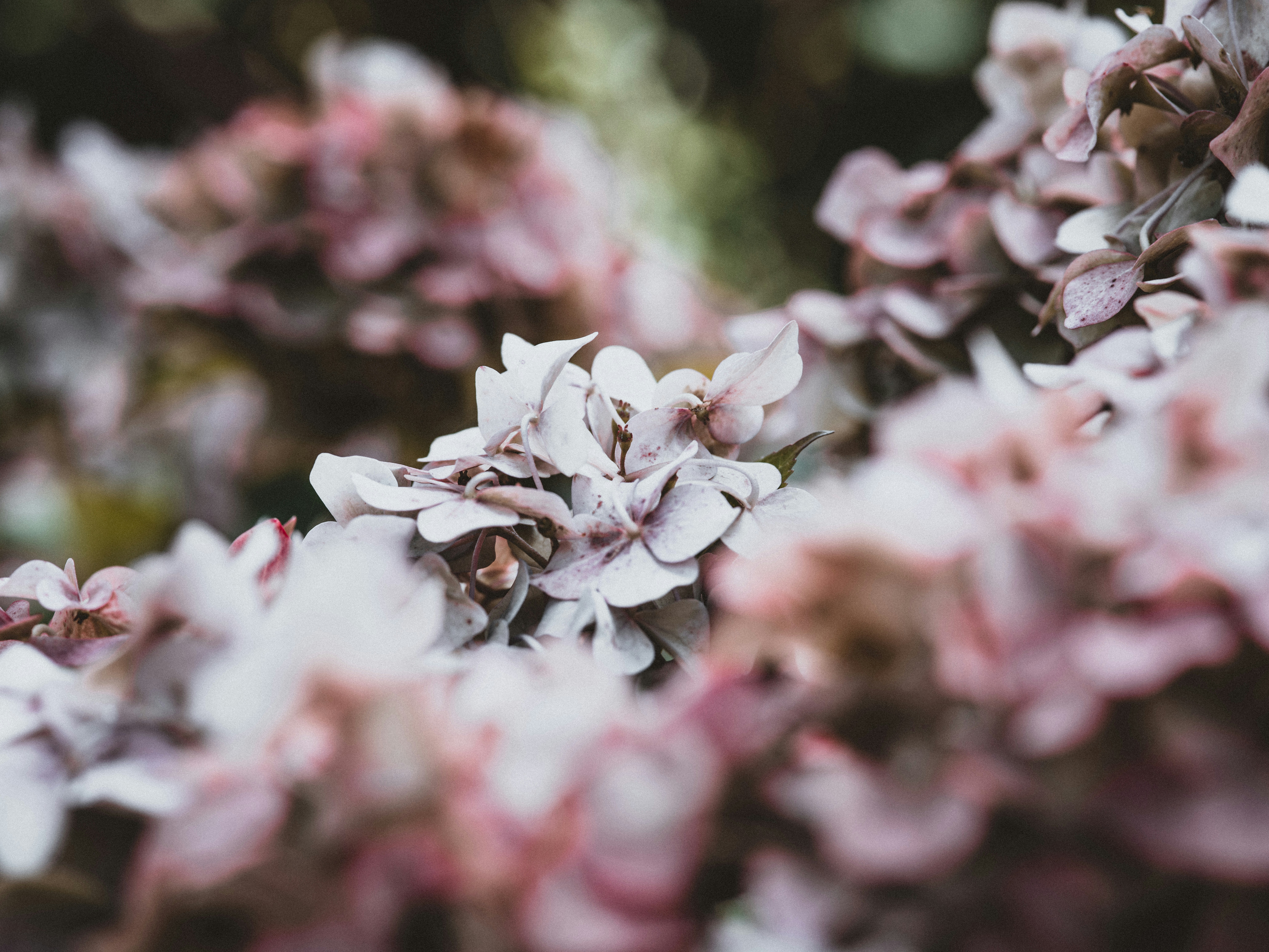 Photo by anniespratt