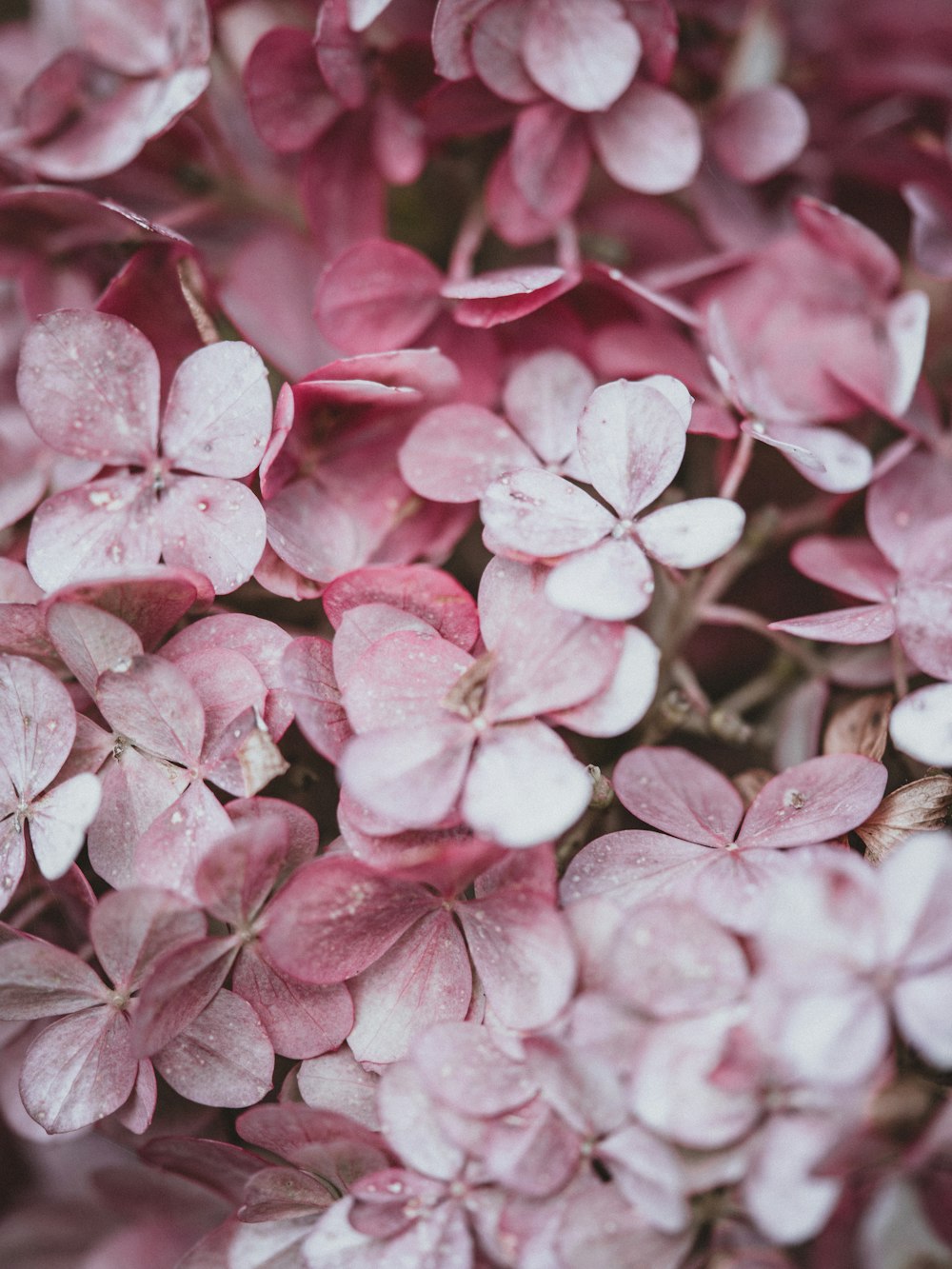 pink-petaled flower