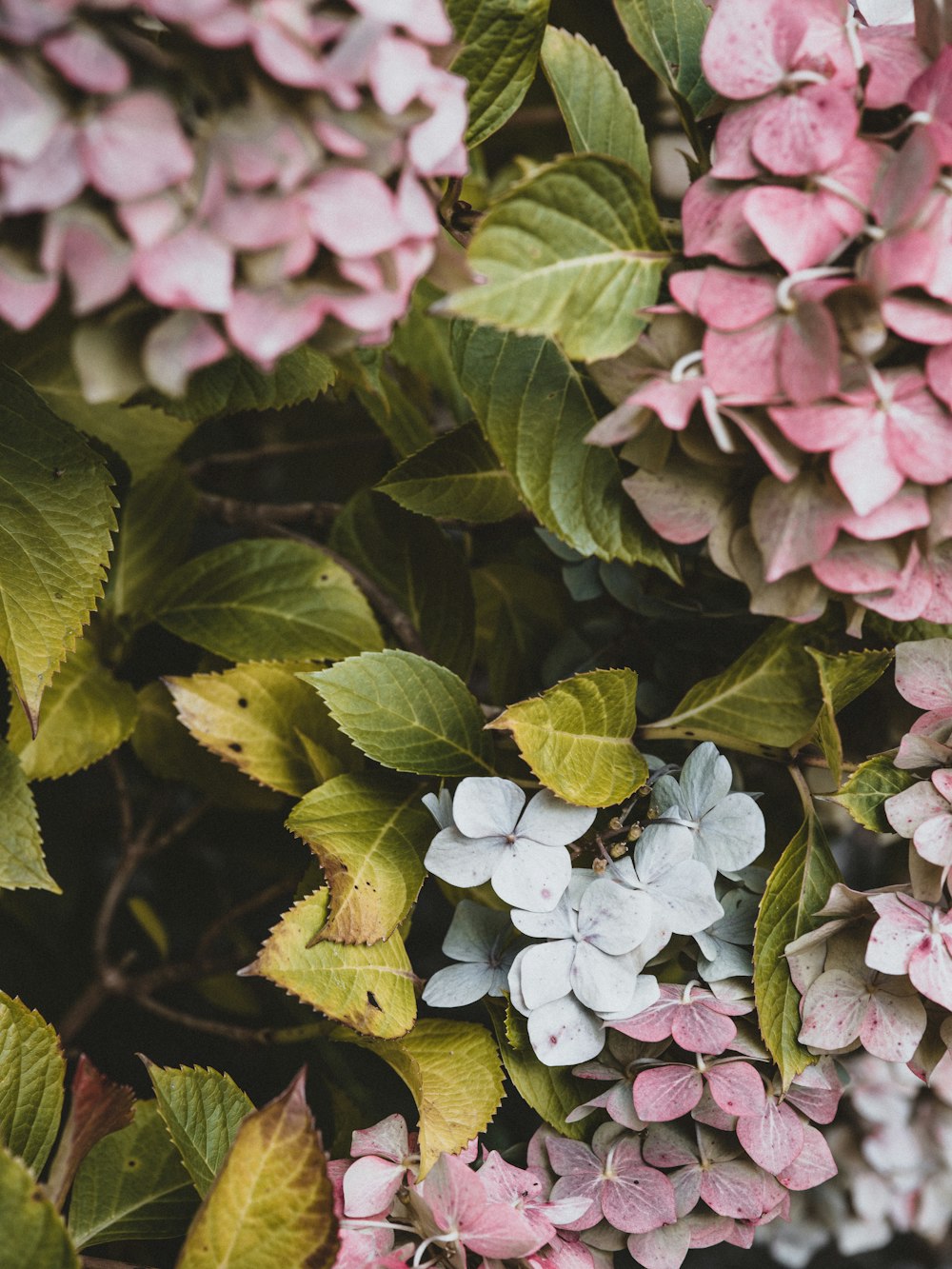 pink and white flowers