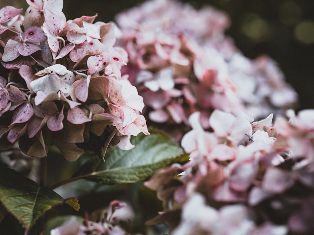 pink-petaled flower