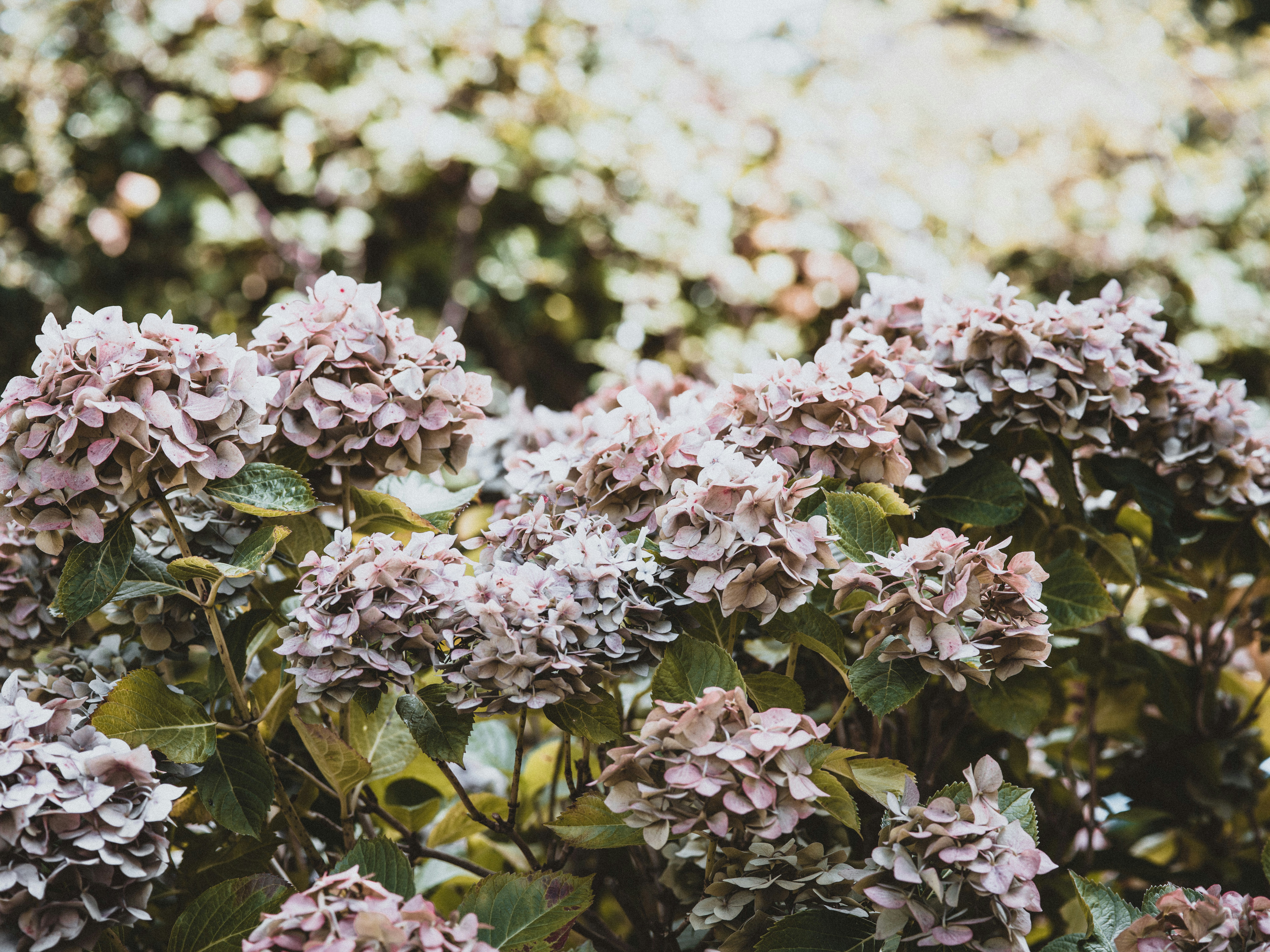 Photo by anniespratt