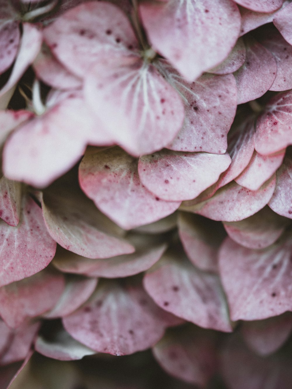 photo of purple flowers