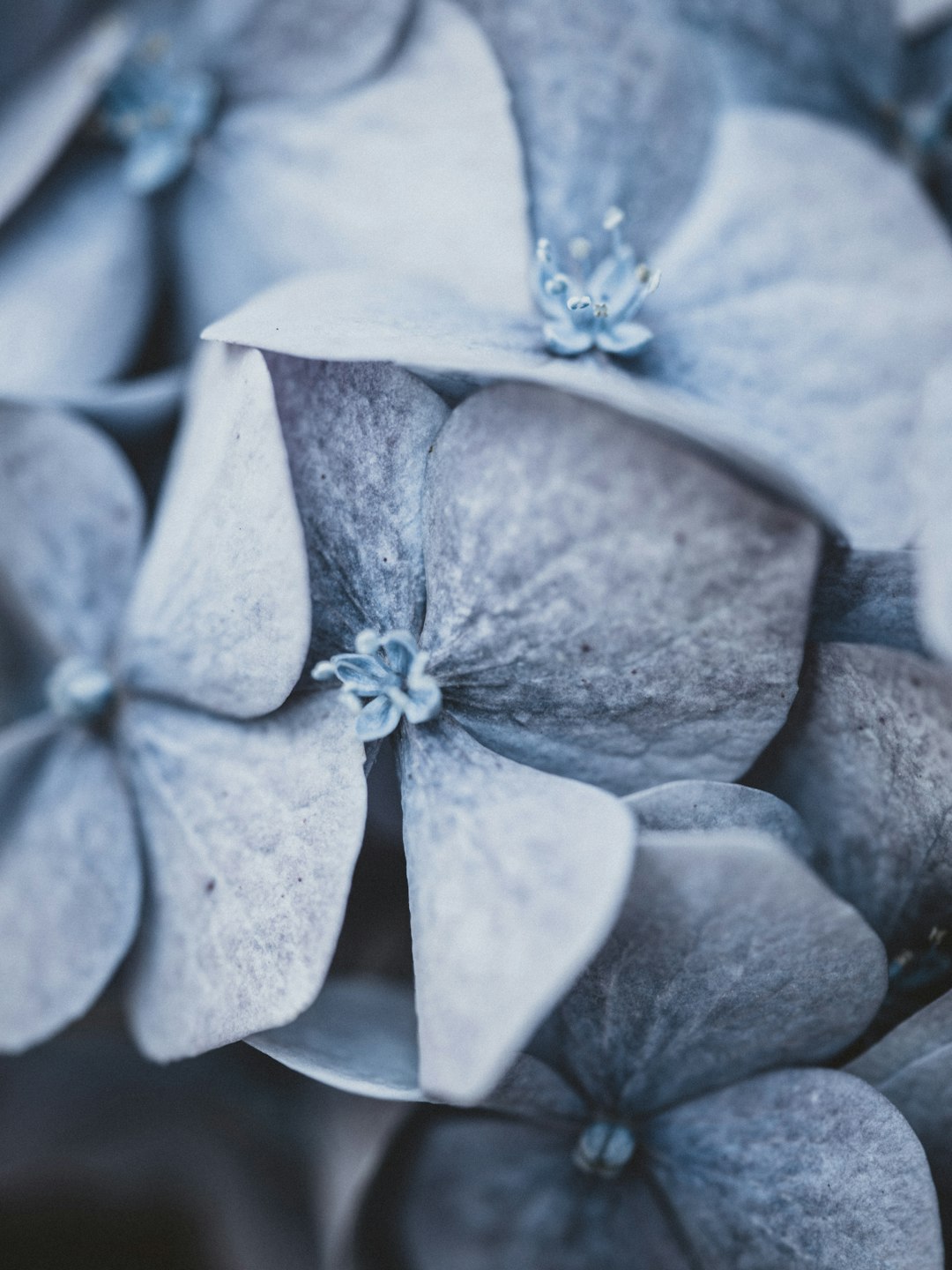 blue petaled flower