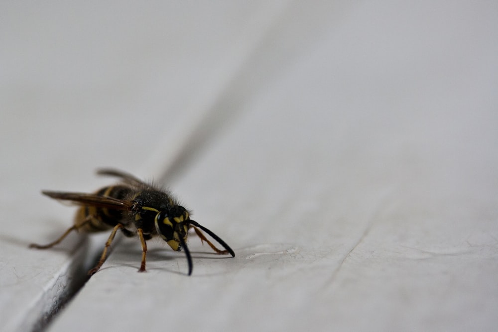 Fotografía macro de abejas negras y amarillas