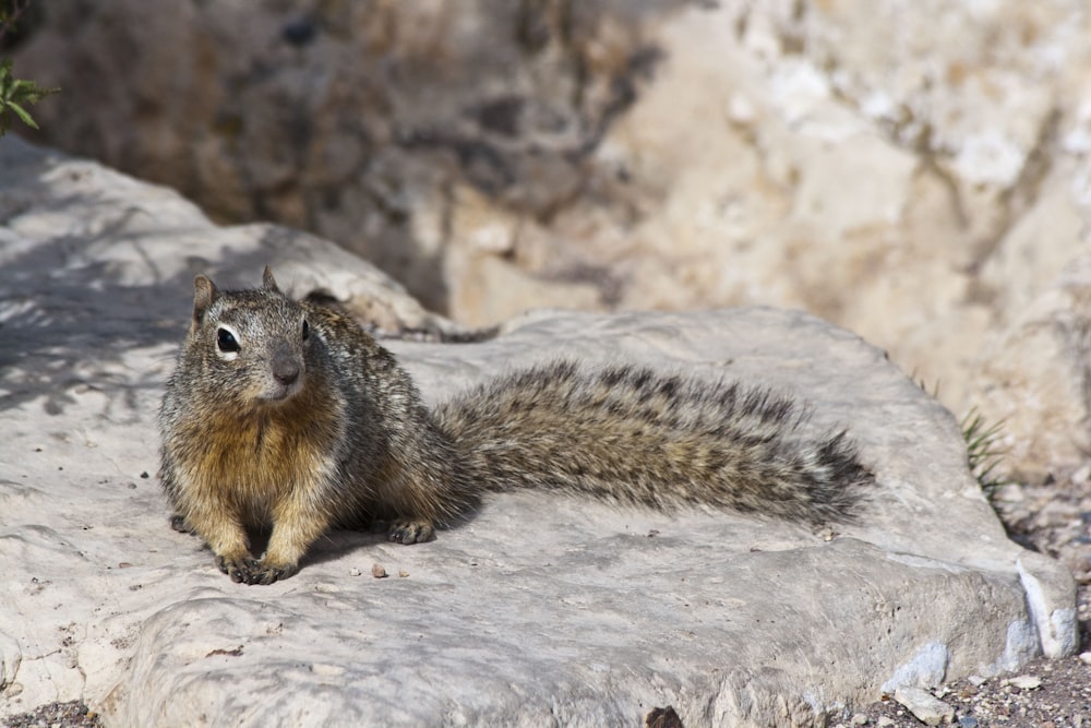 brown squirrel