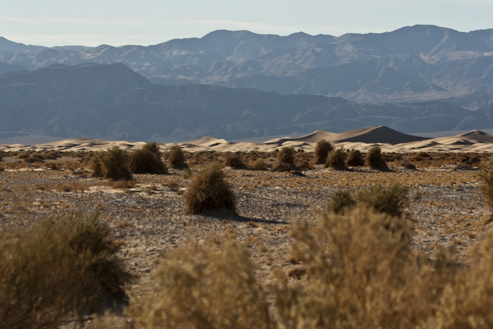 brown field and mountain