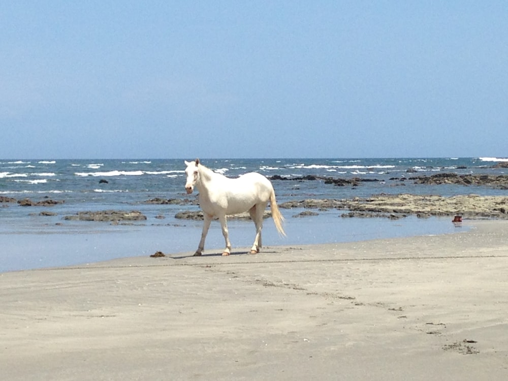 white horse