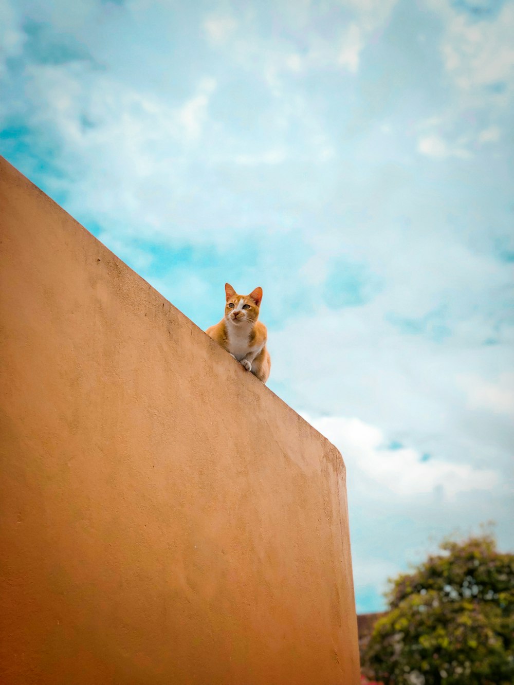 Chat à poil orange et blanc