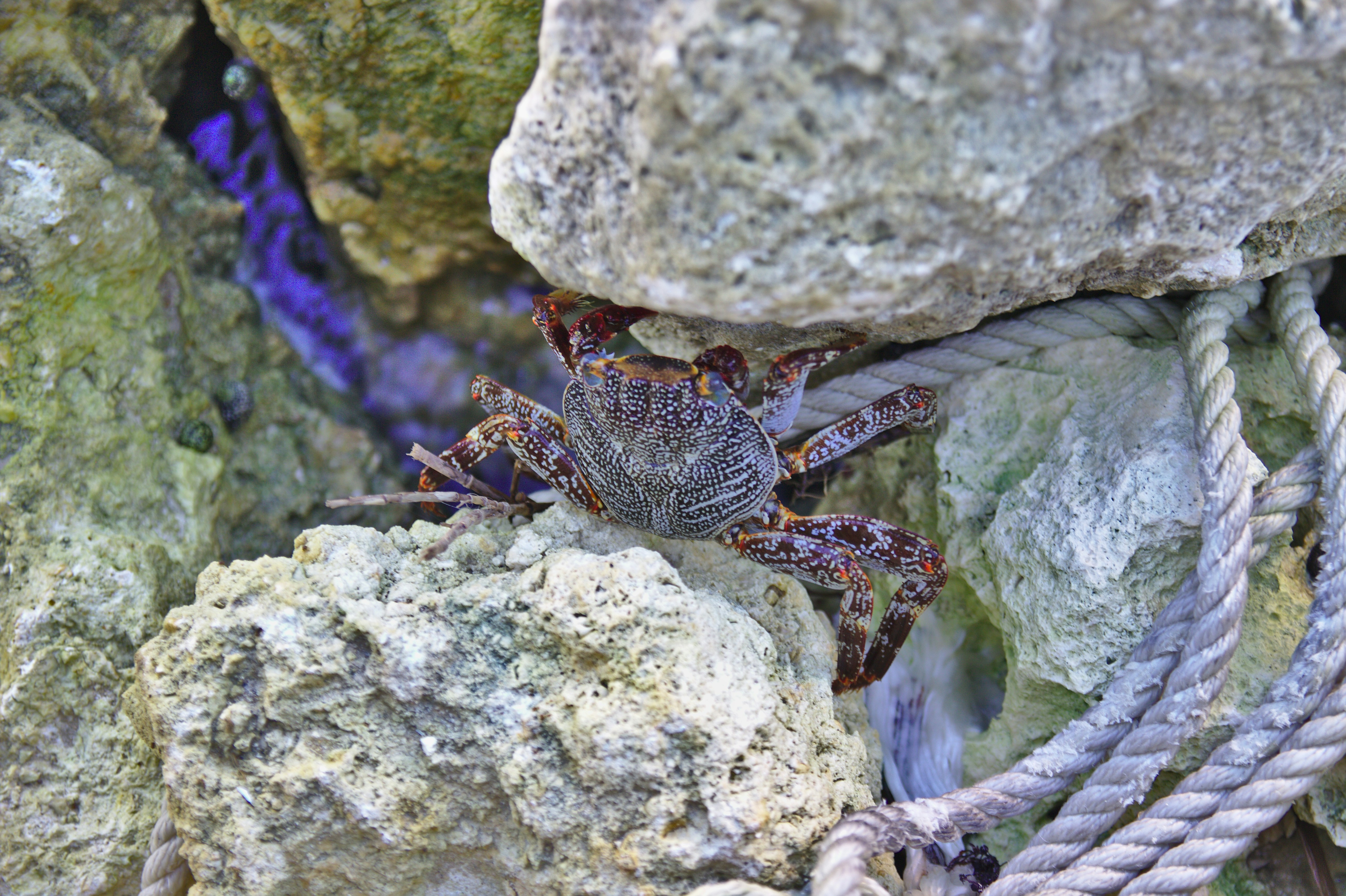brown and purple crab