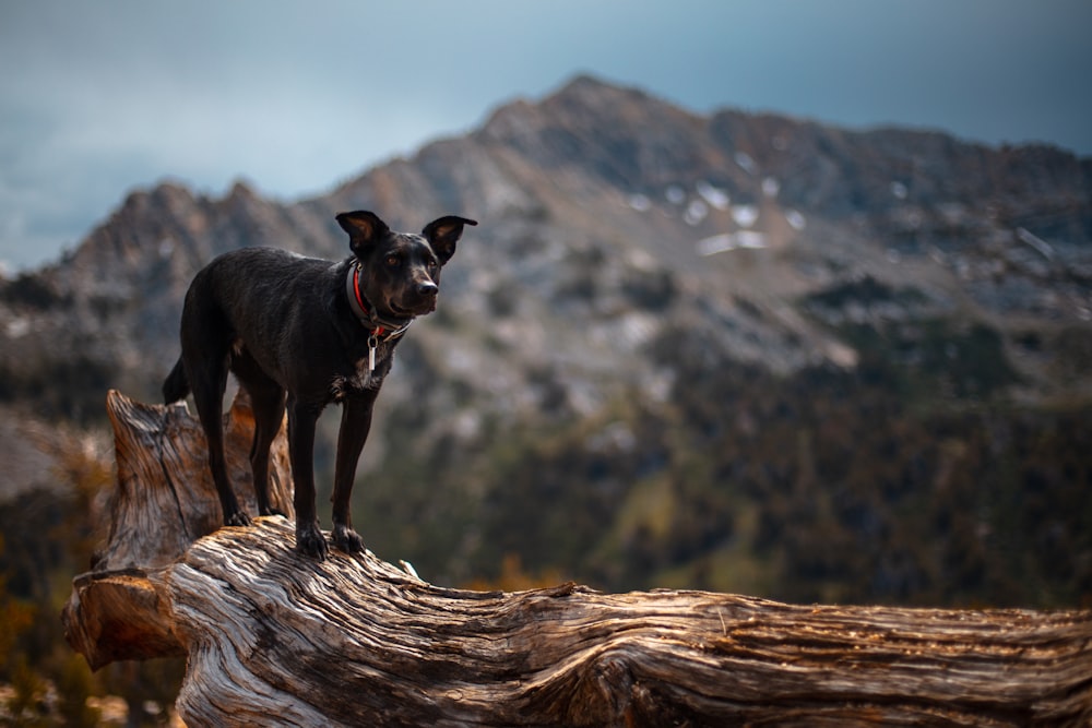 a dog standing on top of a log in the mountains
