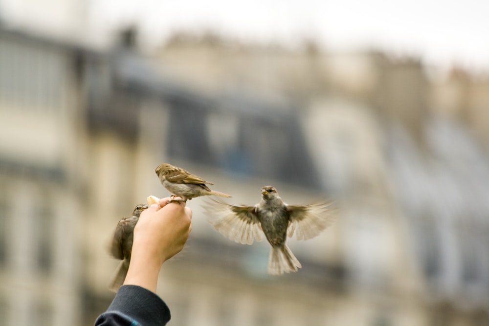 a person holding a small bird in their hand