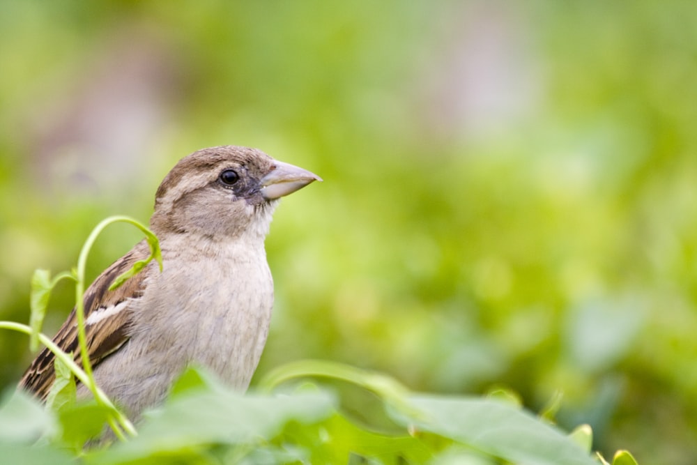 Un pequeño pájaro sentado en la cima de un exuberante campo verde