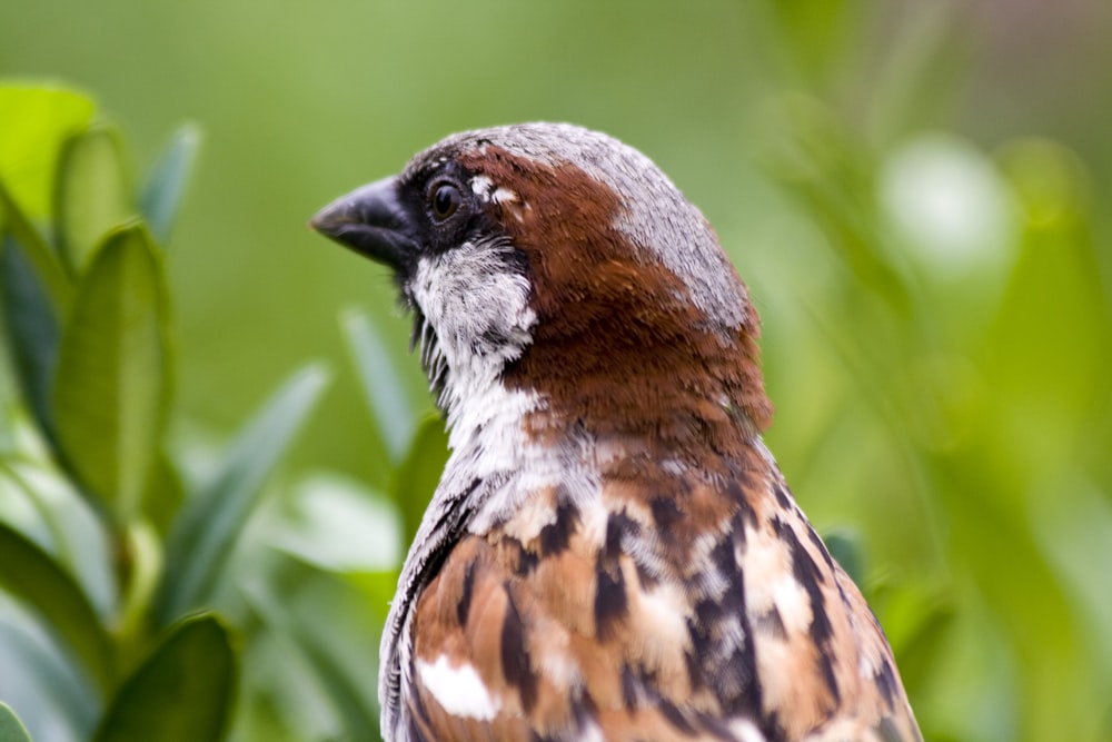 Un pájaro marrón y blanco sentado encima de una planta verde