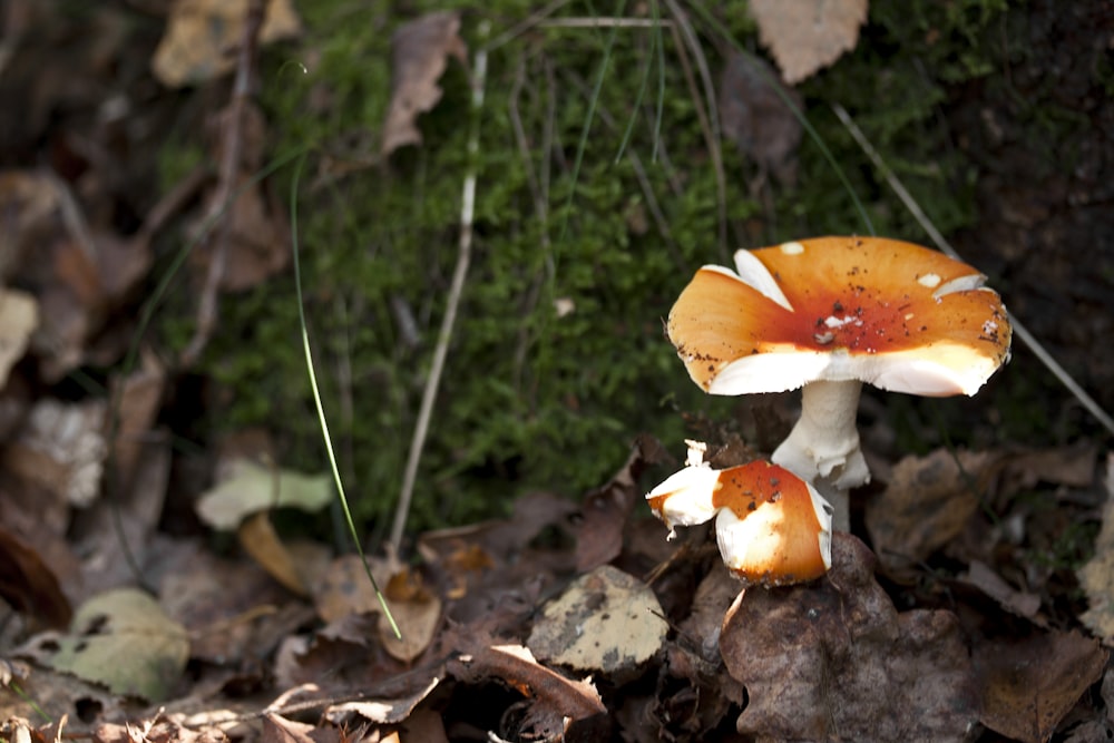 a group of mushrooms that are on the ground