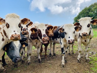 a herd of cows standing next to each other on a field