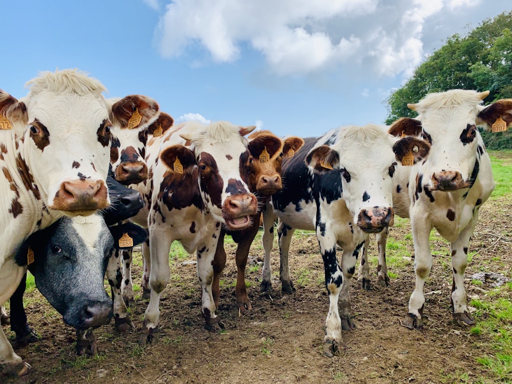 um rebanho de vacas em pé um ao lado do outro em um campo