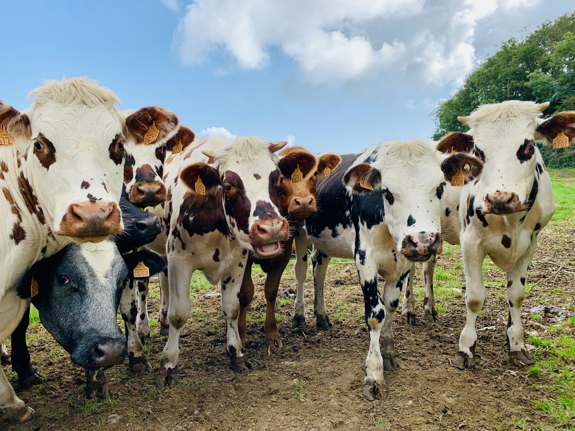 a herd of cows standing next to each other on a field