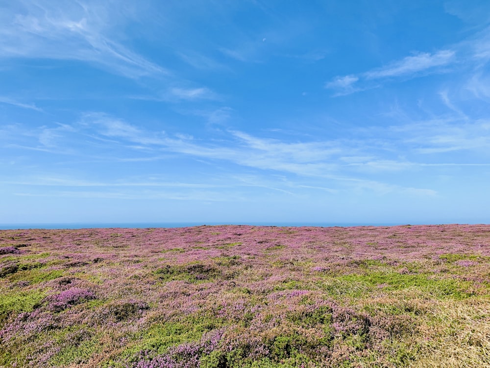 a grassy field with purple flowers under a blue sky