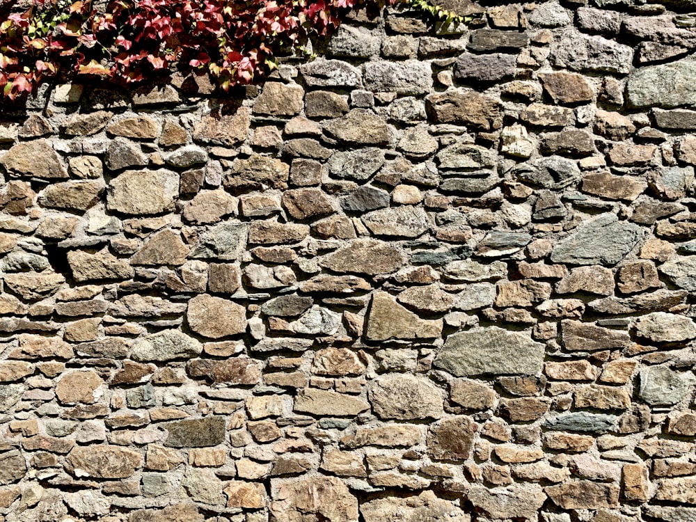 a stone wall with plants growing on it