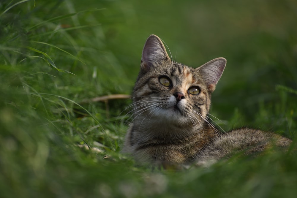 a cat that is laying down in the grass