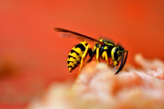 a close up of a yellow and black insect