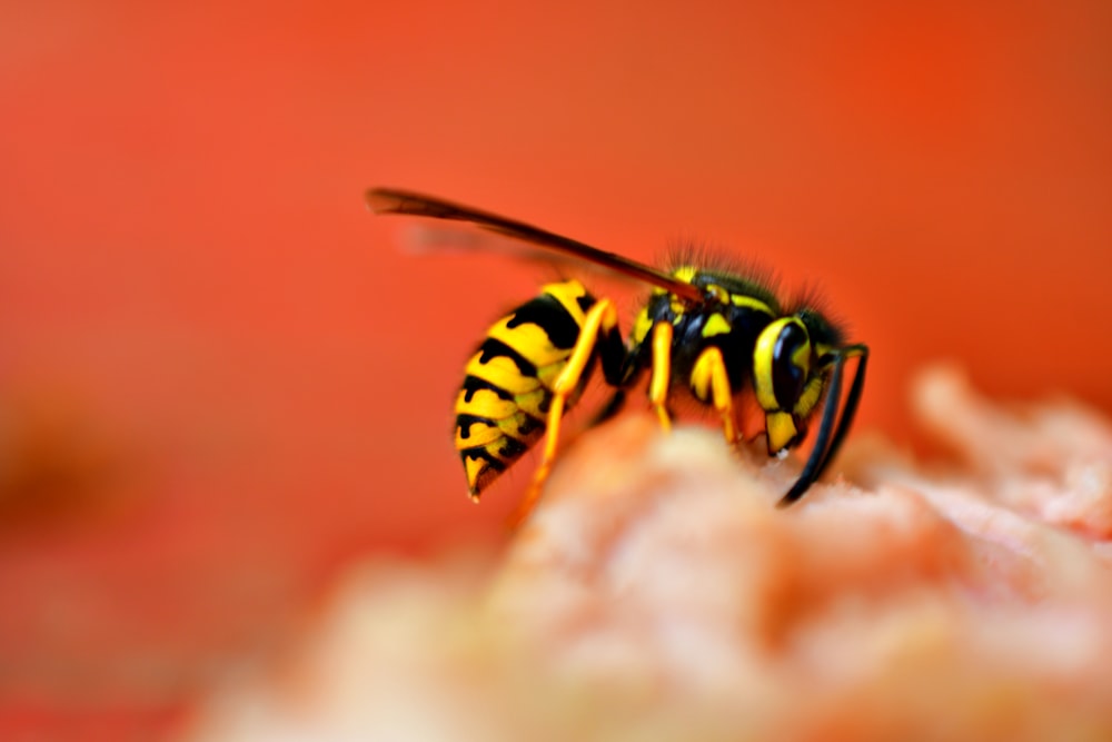 a close up of a yellow and black insect