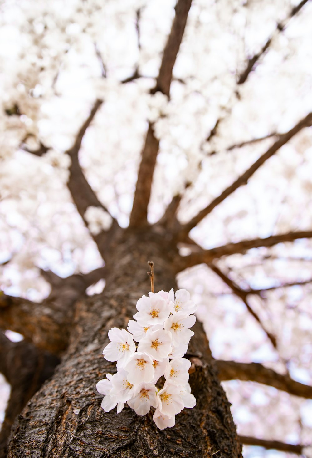 low angle view or white cherry blossom tree