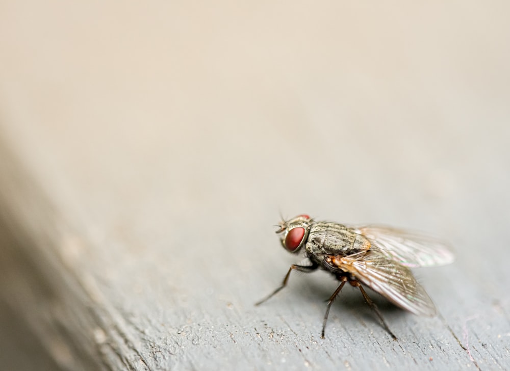 housefly on board