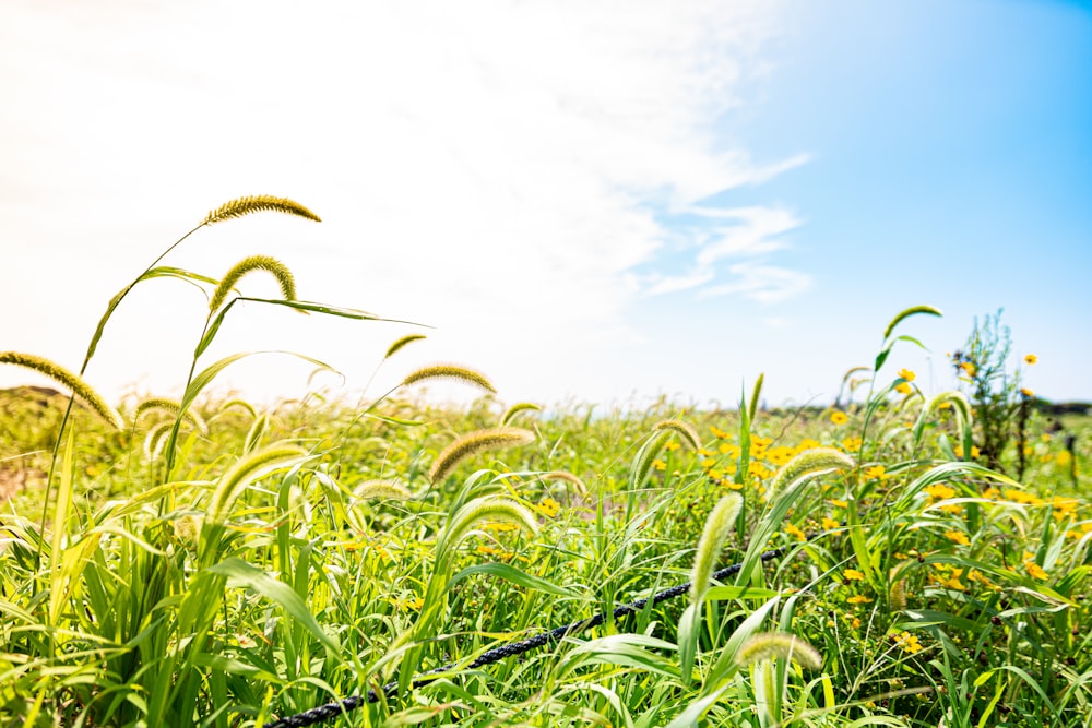 a field of tall grass and yellow flowers