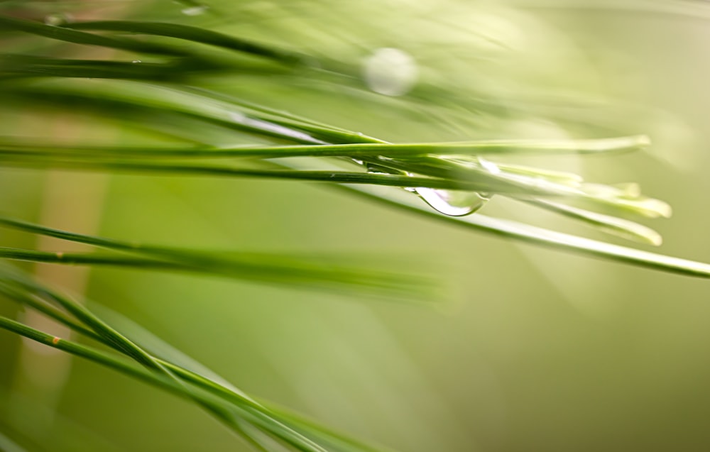 a close up of a green plant with drops of water on it