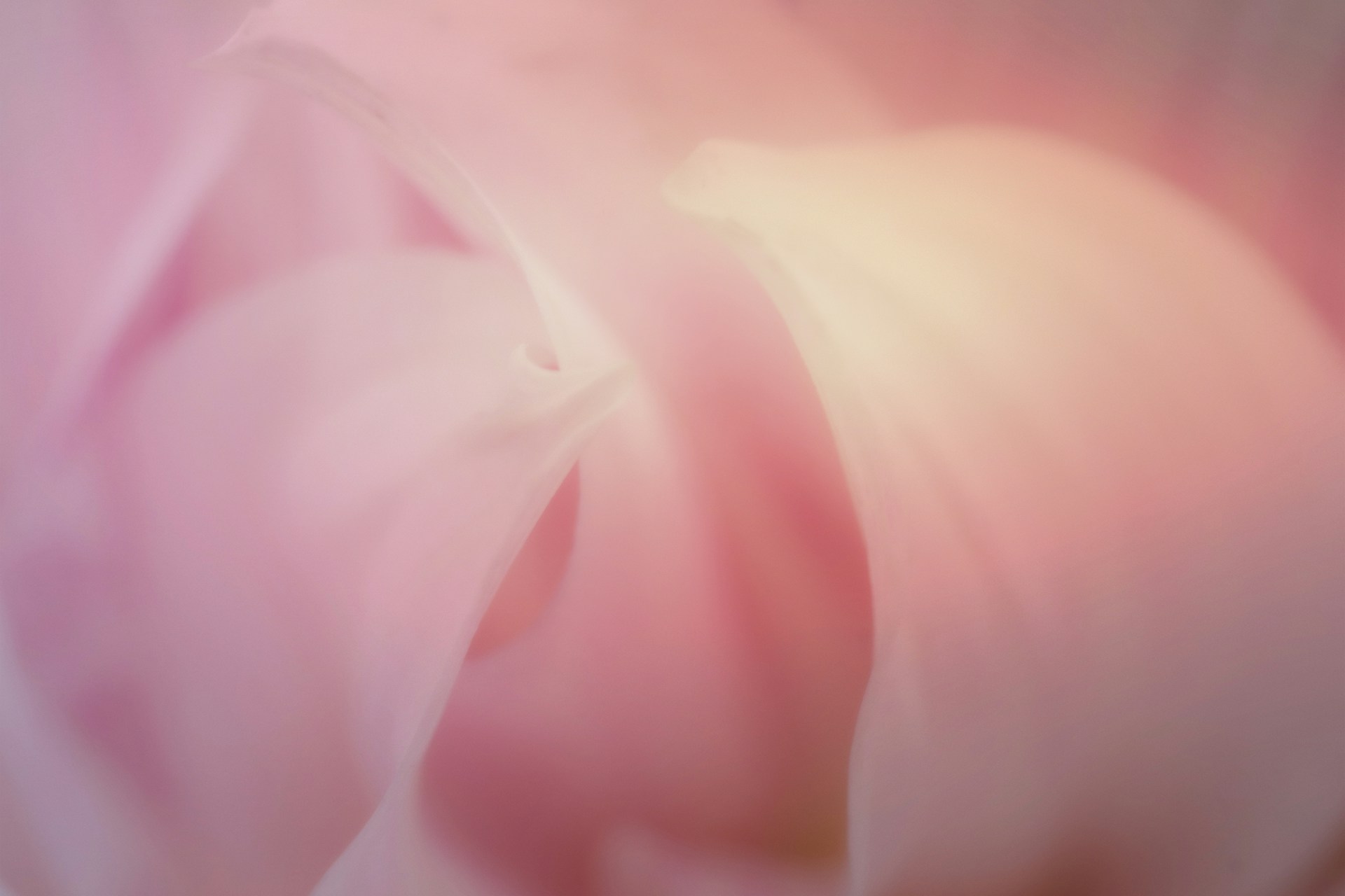 pink flower