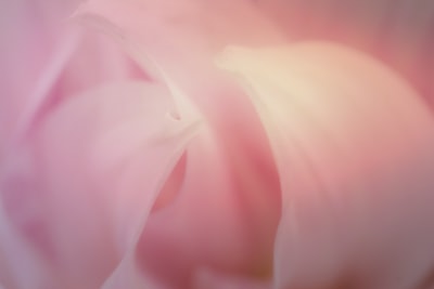 pink flower petal zoom background
