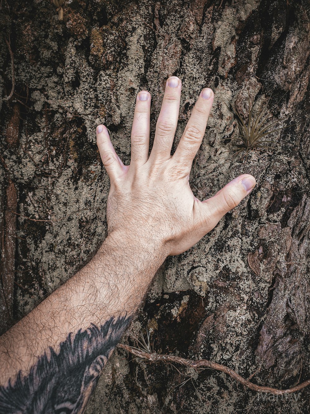 person touching brown tree