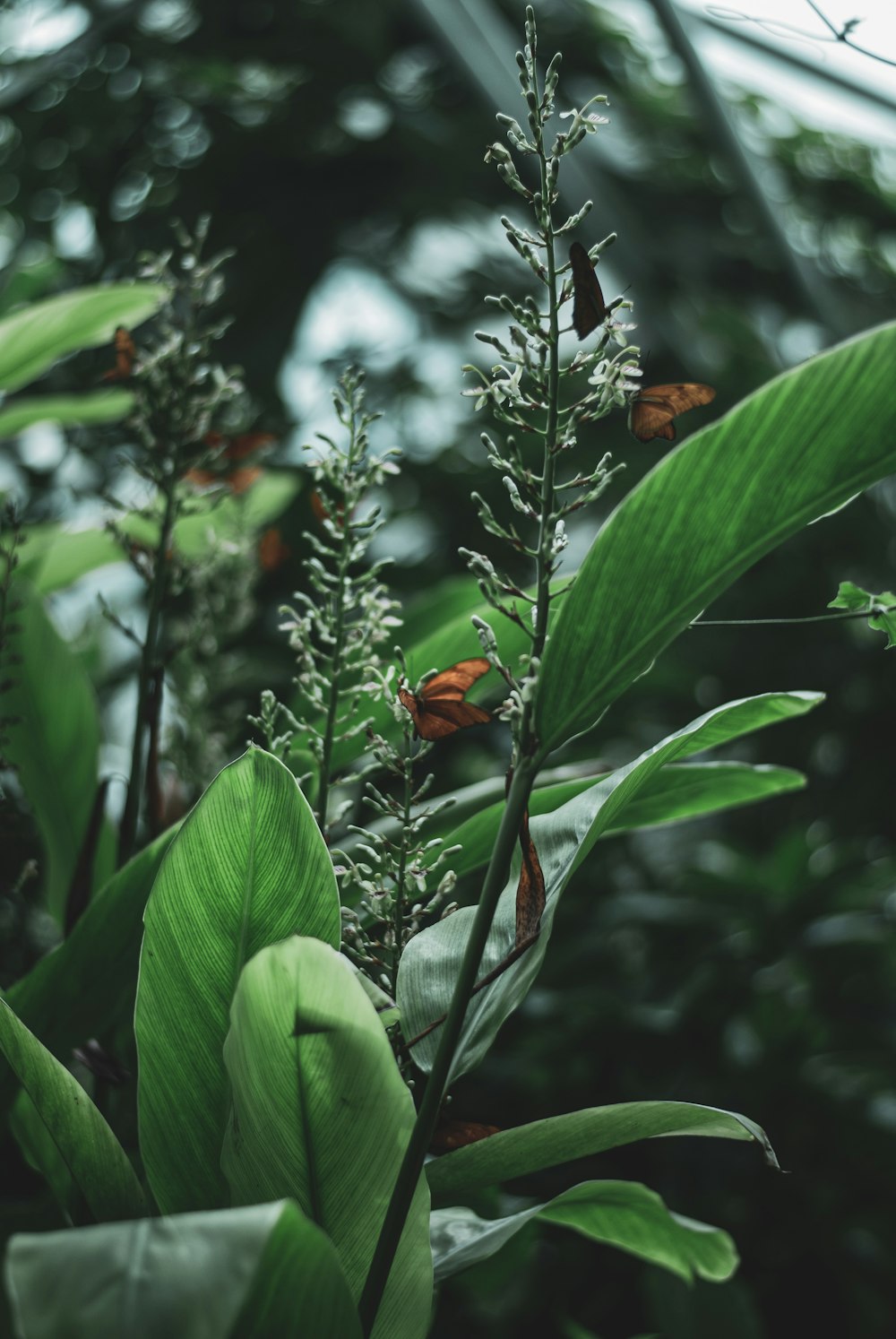 green leafed plant