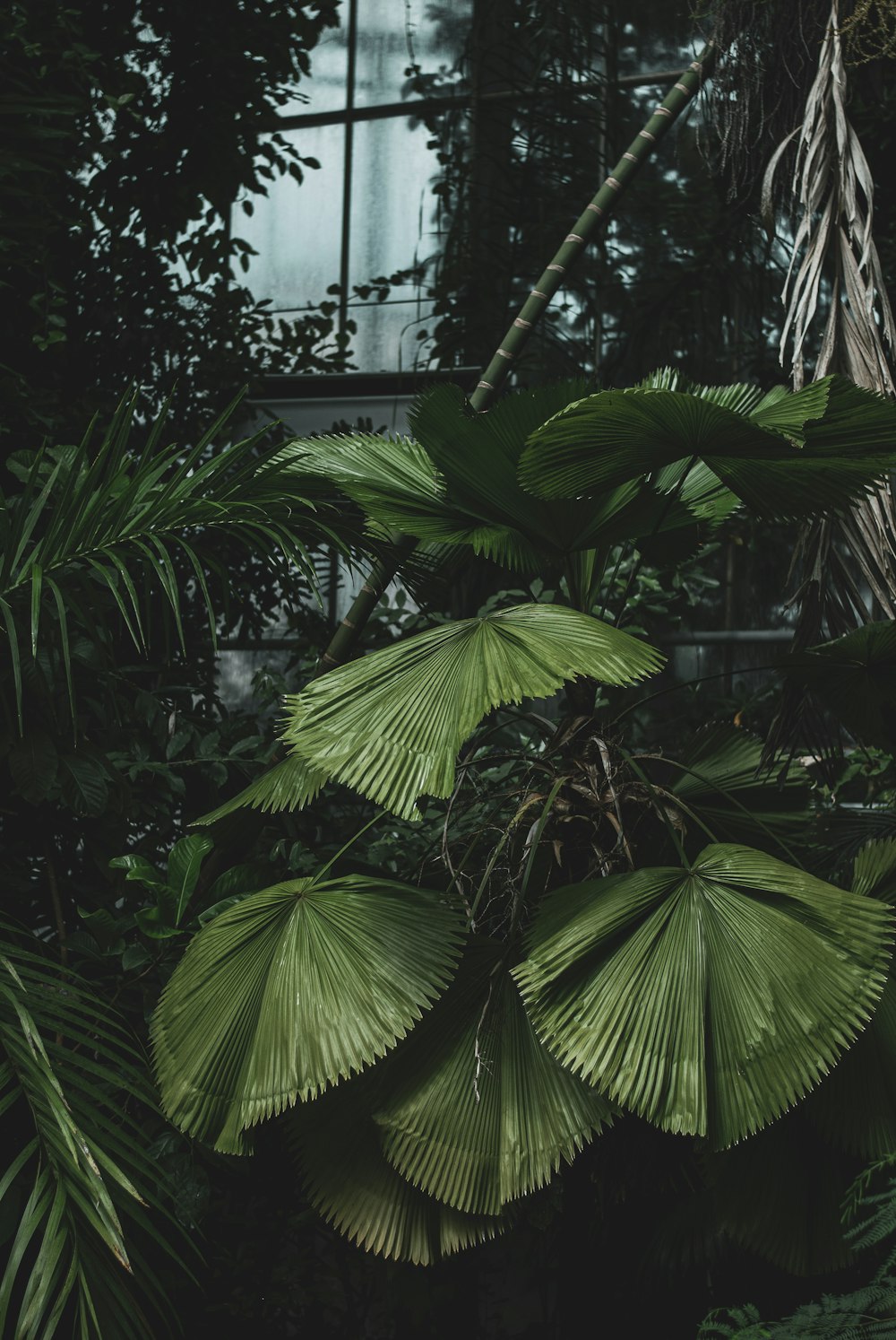 green leafed plants