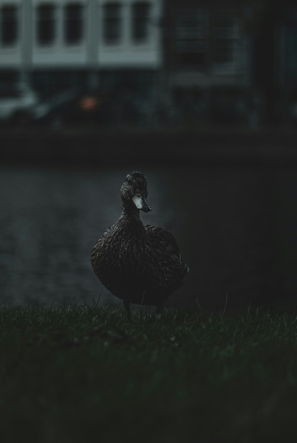 brown duck on grass