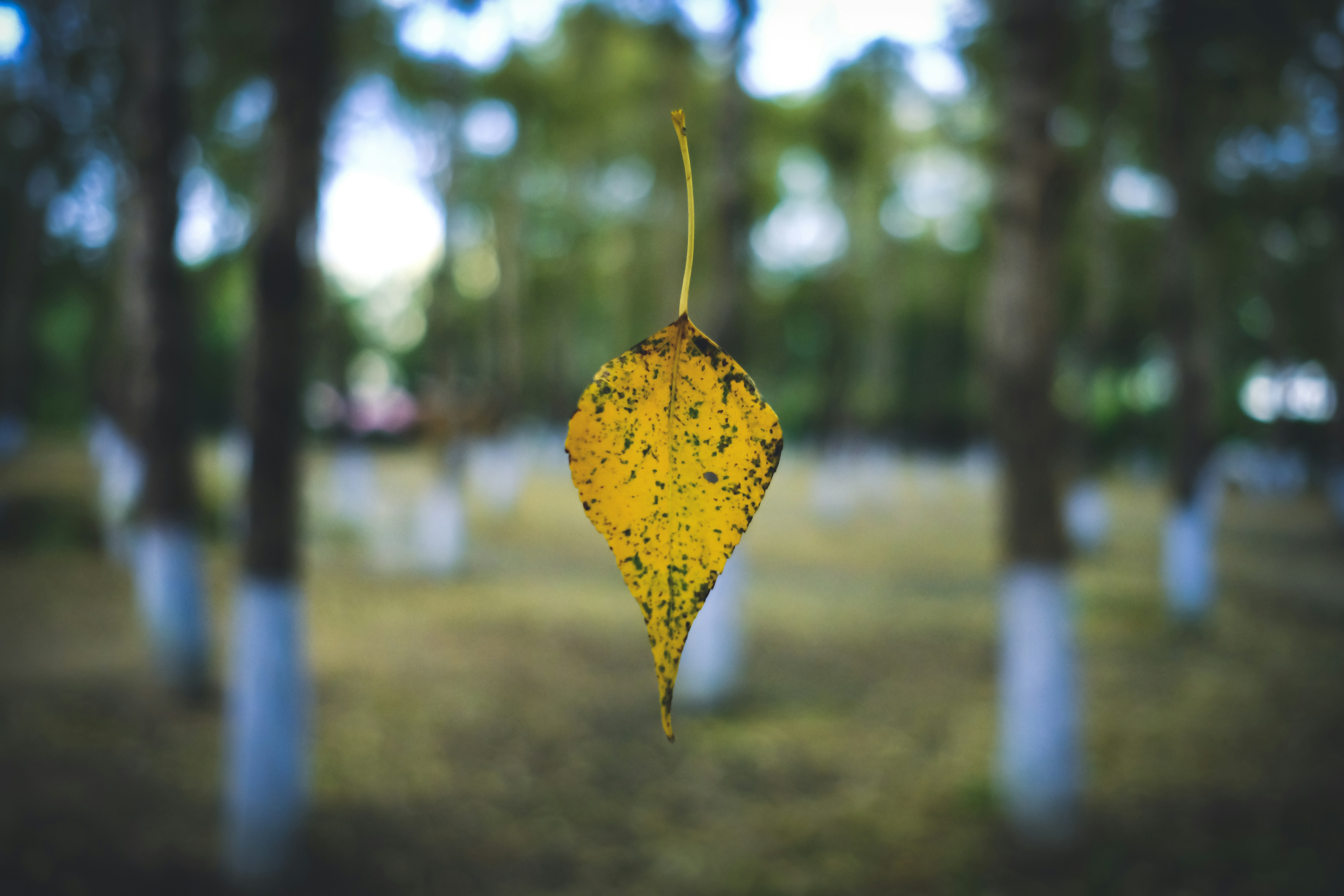 Photo by aserusainhuu