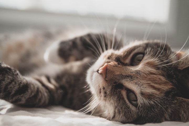 The Calming Effects of Cats