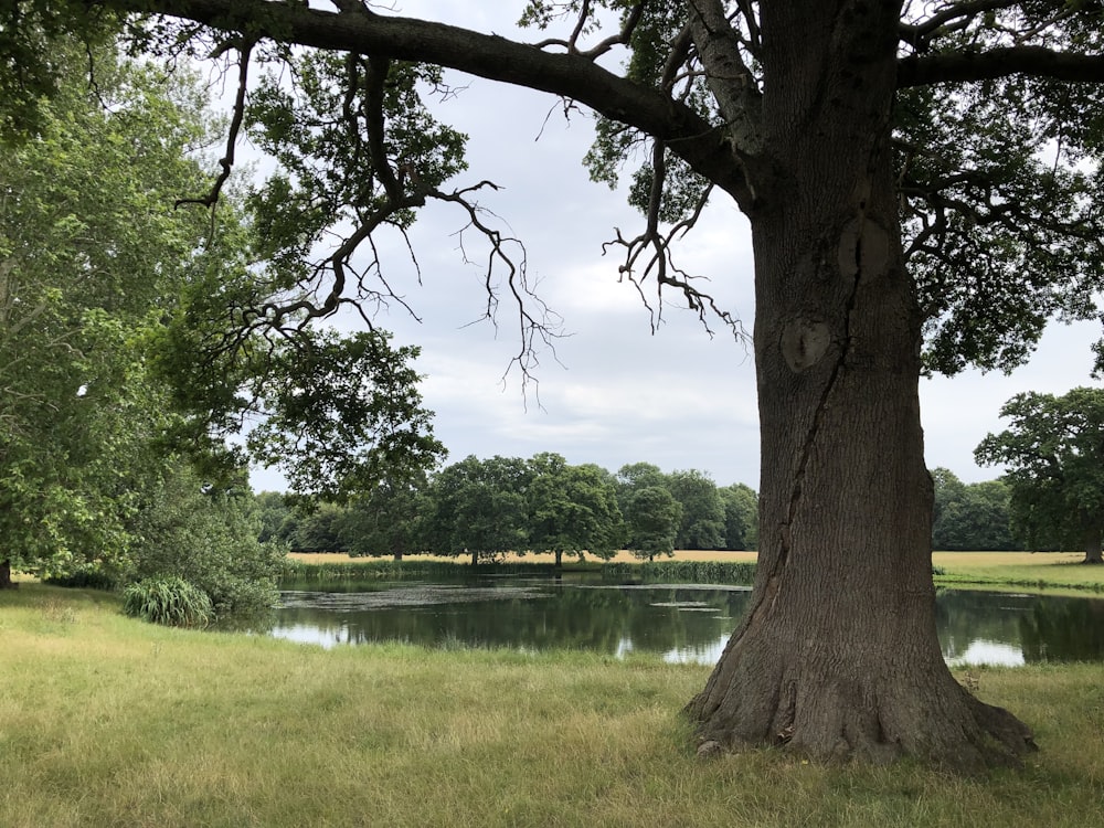 green-leafed tree near lake