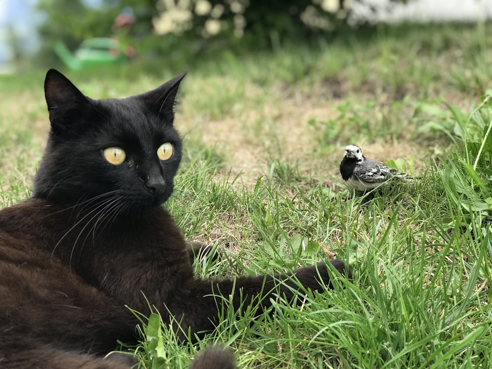 black bombay cat on green field near black and white small-beaked bird