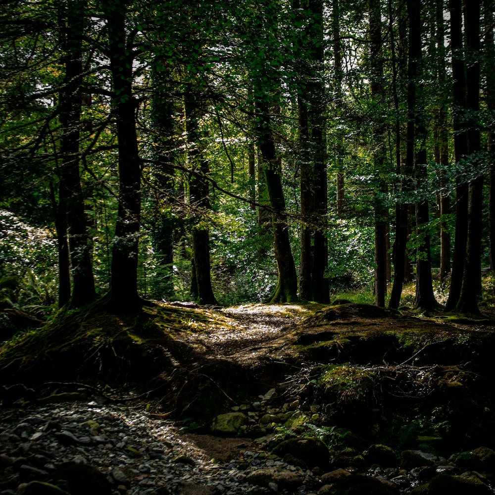 green trees at daytime