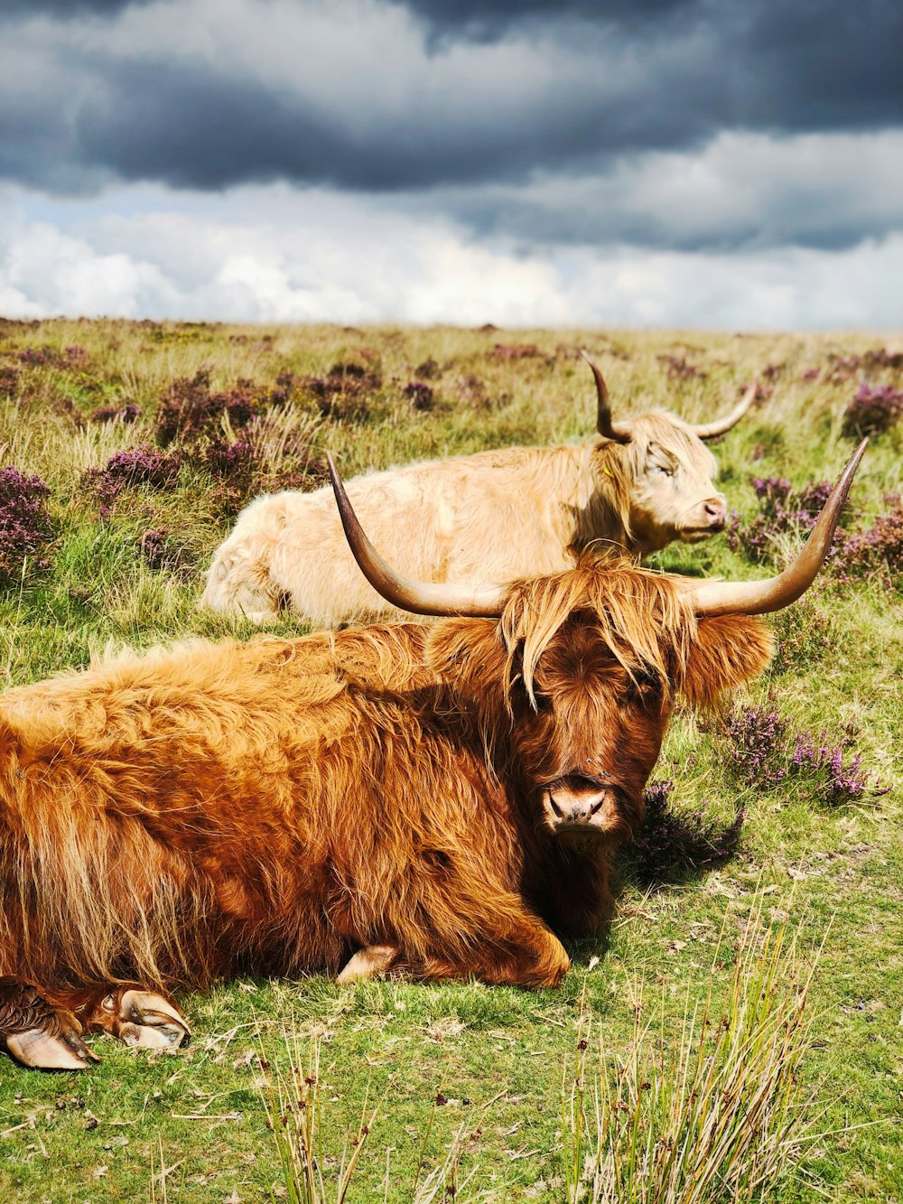 brown yak lying on grass field