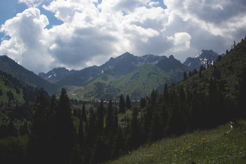 pine trees near mountains at daytime