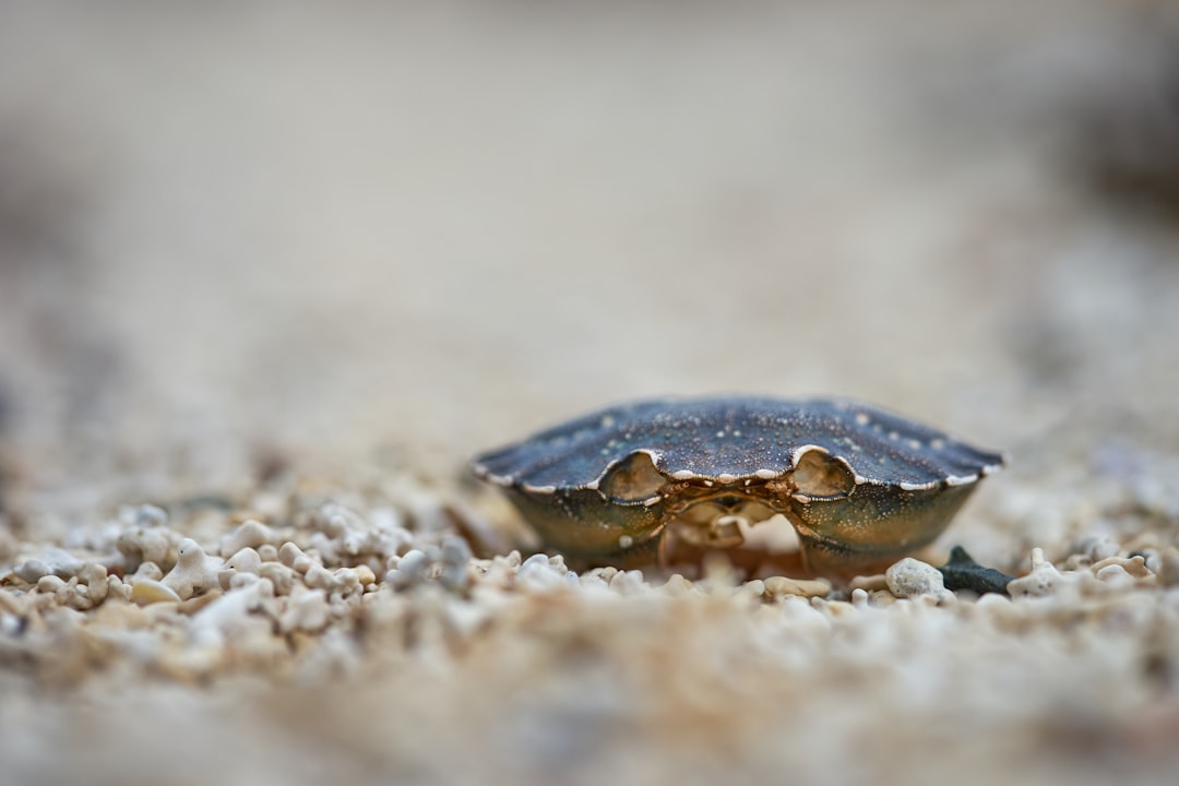 black crab on beige sand