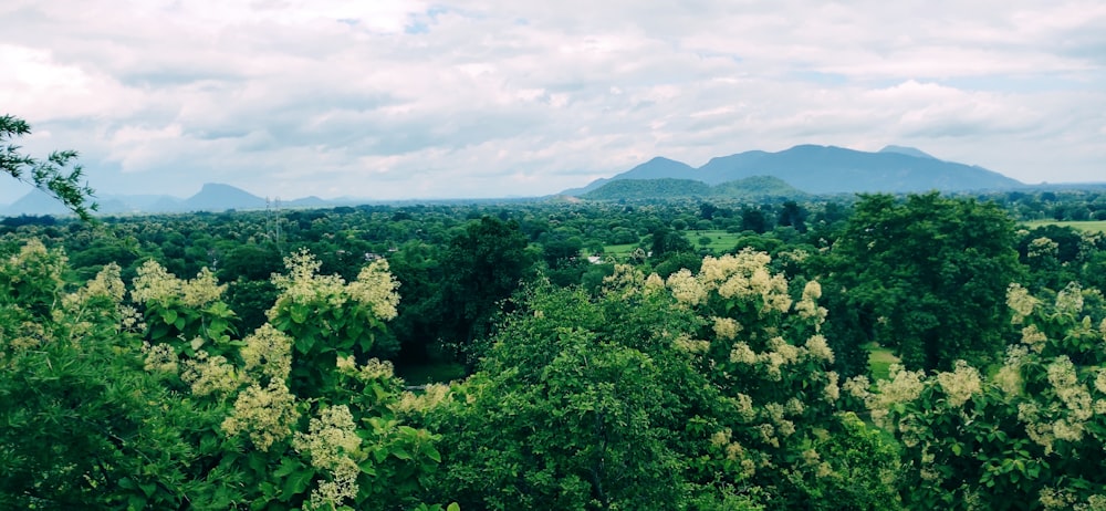 green trees and mountain