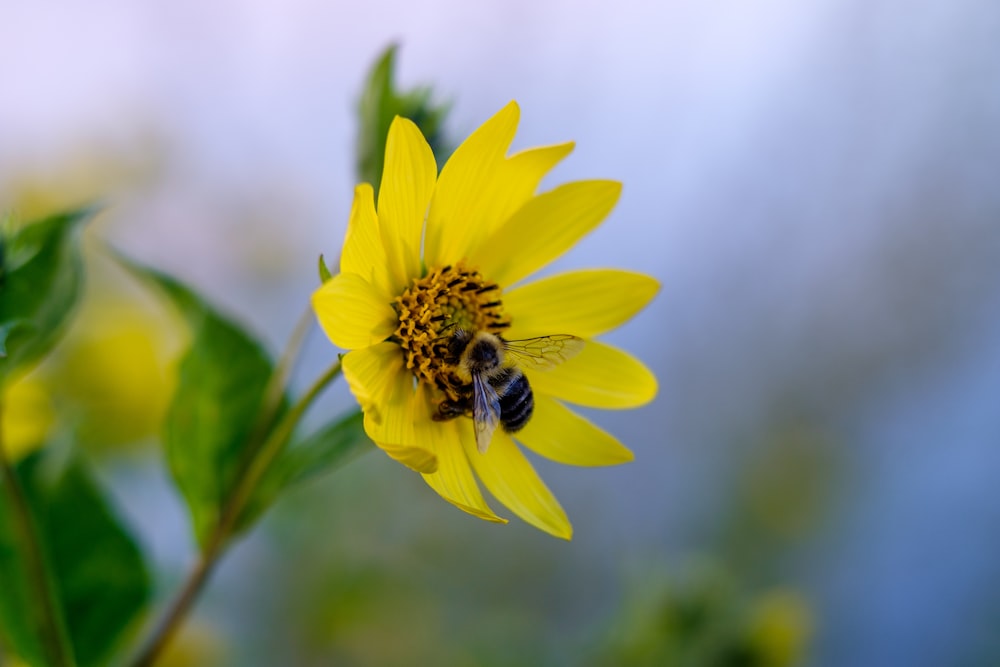 fleur à pétales jaunes